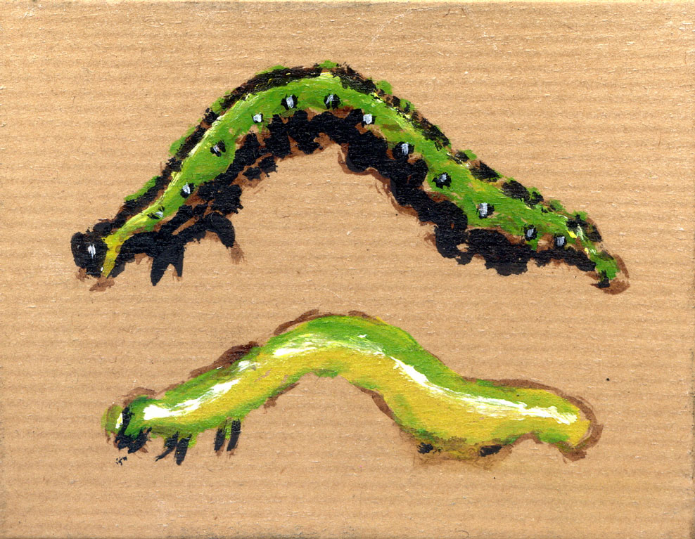 Caterpillar-Box-1