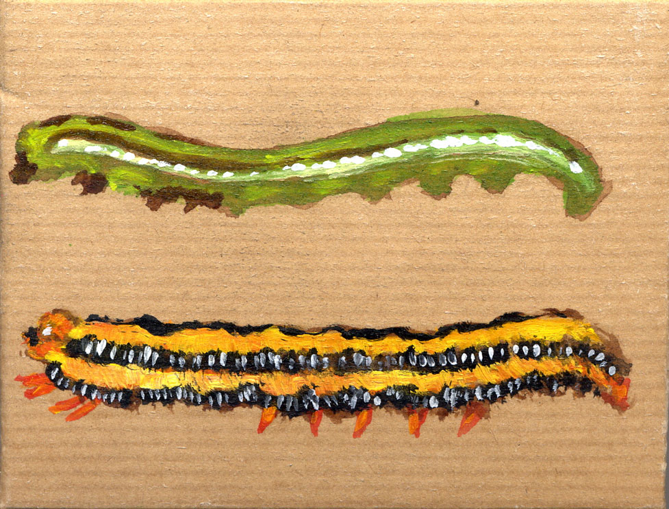 Caterpillar-Box-2